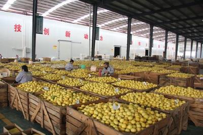 重慶潼南:走向全球的檸檬之都