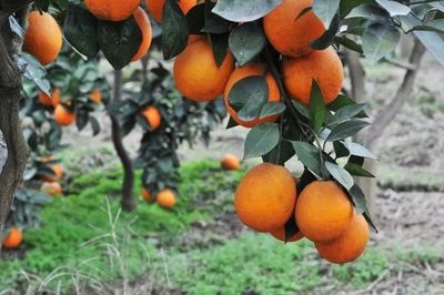 重慶地理標(biāo)志農(nóng)產(chǎn)品在《源味中國》亮相，四個(gè)區(qū)縣風(fēng)味獨(dú)特