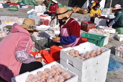 涼山德昌 疫情防控和農(nóng)產(chǎn)品銷(xiāo)售兩不誤，扎實(shí)做好疫情防控期間農(nóng)產(chǎn)品銷(xiāo)售工作